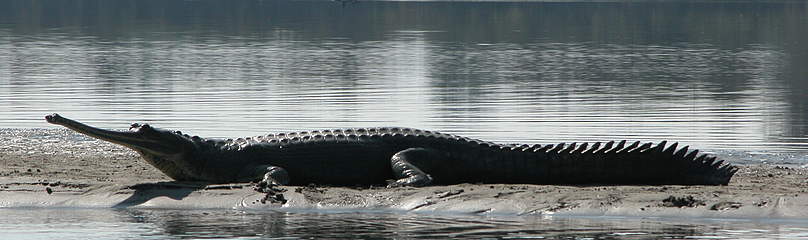 15. WWF-India has recently launched a Gharial conservation initiative to protect the animal from ...
© Sandeep Behera/WWF-India 15. WWF-India has recently launched a Gharial conservation initiative to protect the animal from ...
© Sandeep Behera/WWF-India