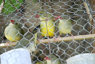 Green Avadavat constitutes a large portion of illegal bird trade in India
© Abrar Ahmed/TRAFFIC-India
© Abrar Ahmed/TRAFFIC-India