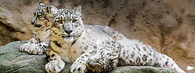 Snow Leopards
©
©