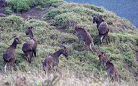 A herd of tahr comprising of all age & sex
© Peter Paul Predit/WWF-India
© Peter Paul Predit/WWF-India