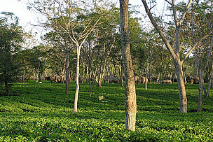 A Tea garden in North Bank with elephants
© Anupam Sarmah/WWF-India
© Anupam Sarmah/WWF-India