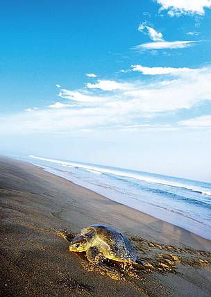An Olive ridley turtle coming out of the oceans to mate on the coast of orissa
© WWF-India
© WWF-India
