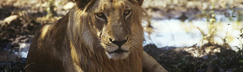 Asiatic lion
© David Lawson/WWF-UK
© David Lawson/WWF-UK