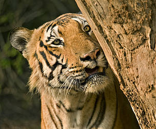 Bengal tiger
© Hari Somashekar/WWF-India
© Hari Somashekar/WWF-India