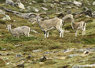 Blue sheep or Bharal, distributed widely throughout the trans-Himalayan region, is one of the major ...
© Dipankar Ghose/WWF-India
© Dipankar Ghose/WWF-India