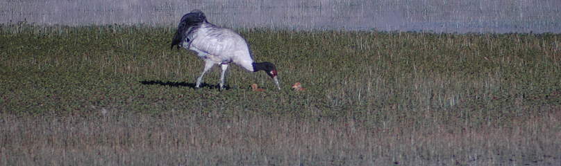 Black-necked Crane with chicks
© Pankaj Chandan/WWF-India
© Pankaj Chandan/WWF-India