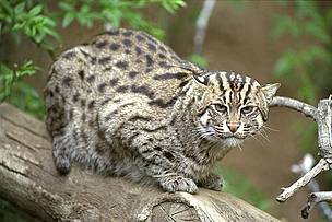 Fishing Cat
© Terry Whittaker
© Terry Whittaker