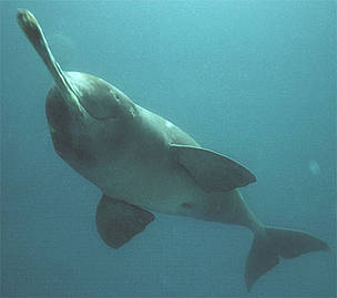 Ganges Freshwater Dolphin
© François Xavier PELLETIER/WWF Ganges Freshwater Dolphin
© François Xavier PELLETIER/WWF