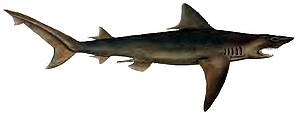Ganges Shark
©
©