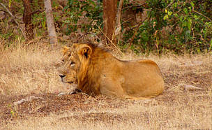 Gir Lion
© Preston Ahimaz/WWF-India Gir Lion
© Preston Ahimaz/WWF-India