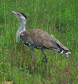 Great Indian Bustard is one of the largest flying birds found in the world
© Asad R. Rahmani
© Asad R. Rahmani