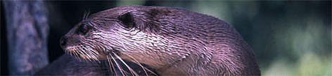 Lutra perspicillata Smooth-coated otter
© Mikaail KAVANAGH/WWF Lutra perspicillata Smooth-coated otter rel=