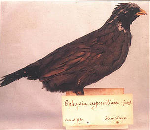 Himalayan Quail
©
©