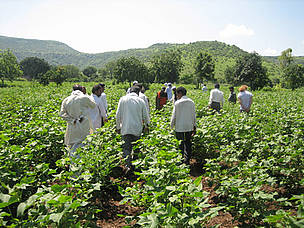 Cotton is an extremely heavy user of pesticide with consequences of building up of pesticide ...
© WWF-India
© WWF-India