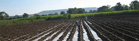 Sugarcane is one of the heaviest water using crops in the Godavari basin while Cotton is an ...
© WWF-India rel=