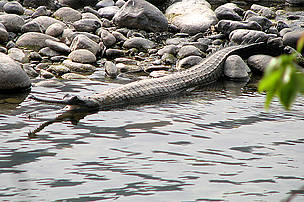 The Gharial or long-snouted crocodile is found in Ken River
© Ameen Ahmed/WWF-India
© Ameen Ahmed/WWF-India