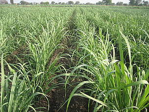 The Sustainable Sugarcane Initiative in Aurangabad district of Maharastra has been implemented in ...
© WWF-India
© WWF-India