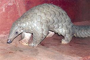 Indian Pangolin
© Dr. Brij Kishore Gupta, Central Zoo Authority of India
© Dr. Brij Kishore Gupta, Central Zoo Authority of India