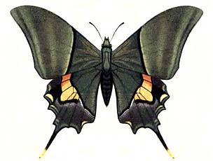 A depiction of Kaiser-i-Hind Butterfly / Bingham, C. T., Fauna of British India. Butterflies. ...
© Fauna of British India
© Fauna of British India