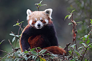 Red Panda
© Dipankar Ghose/WWF-India
© Dipankar Ghose/WWF-India