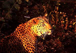 Leopard
© Khalid Pasha/TRAFFIC India
© Khalid Pasha/TRAFFIC India