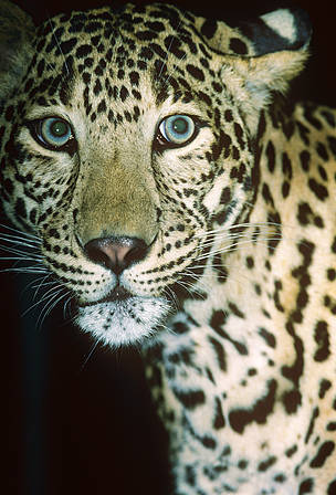 Common leopard
© David Lawson/WWF
© David Lawson/WWF
