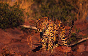 Common leopard
© Martin Harvey/WWF
© Martin Harvey/WWF