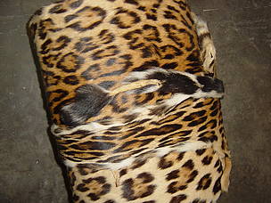 Leopard skin
© Samir Sinha
© Samir Sinha