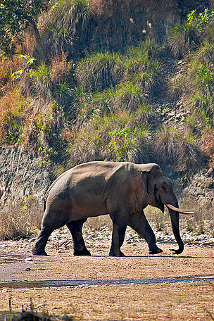 Male elephant in musth-musth is a state where males are unusually agressive and is characterized by ...
© Anil Cherukupalli/WWF-India
© Anil Cherukupalli/WWF-India