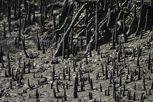 Mangrove roots
© Anil Cherukupalli/WWF-India
© Anil Cherukupalli/WWF-India