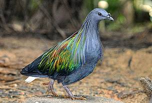 Nicobar Pigeon
© Rajat Bhargava
© Rajat Bhargava