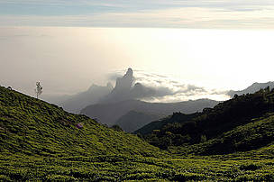 Nilgiris
© Ameen Ahmed/WWF-India
© Ameen Ahmed/WWF-India