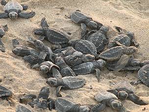 Olive ridley babies hatching out of their eggs, preparing for their first trek towards the ocean on ...
© WWF-India
© WWF-India
