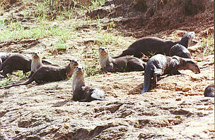 Otters in Periyar Tiger Reserve
© Anoop K.R.
© Anoop K.R.