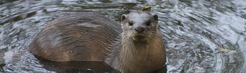 Smooth coated Otter at Harike WLS
© Mohd Shahnawaz Khan
© Mohd Shahnawaz Khan