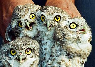 Owls
© Abrar Ahmed
© Abrar Ahmed