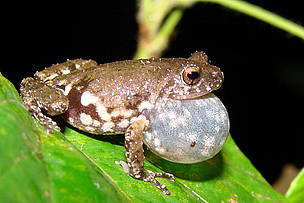 Similipal is rich in bio-diversity. It is home to 21 species of amphibians
© Pratyush Mohapatra/WWF-India
© Pratyush Mohapatra/WWF-India