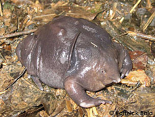 Purple Frog
©
©