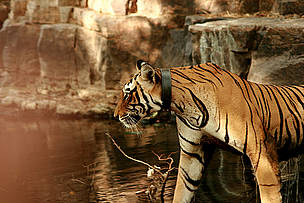 Ranthambore represents the north-western limit of the Bengal Tiger
© Diwakar Sharma/WWF-India
© Diwakar Sharma/WWF-India
