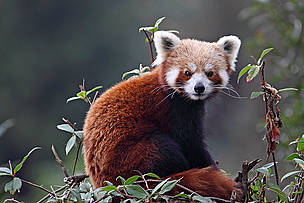 Red Panda
© Dipankar Ghose/WWf-India
© Dipankar Ghose/WWf-India