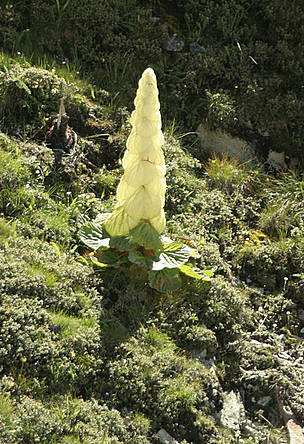 Rheum nobile, also called Sikkim Rhubarb is a unique plant species found in Sikkim
© Dipankar Ghose/WWF-India
© Dipankar Ghose/WWF-India