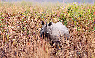 Rhino
© Dipankar Ghose/WWF-India
© Dipankar Ghose/WWF-India