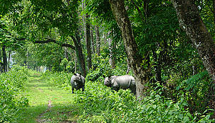 Rhinos
© WWF-India
© WWF-India