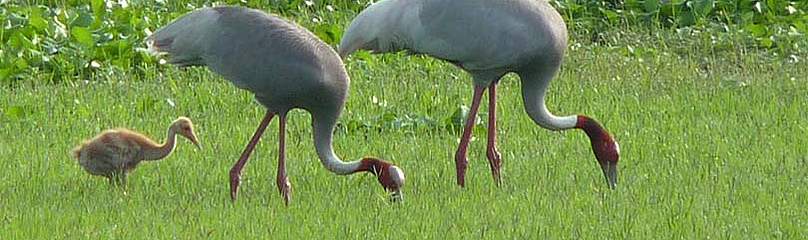 Sarus Crane
© Fresh water team/ WWF-India
© Fresh water team/ WWF-India