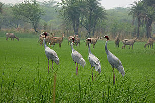Sarus Crane
© Fresh water team/ WWF-India
© Fresh water team/ WWF-India