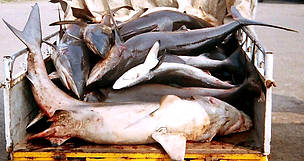 Shark in auto
© Dinesh Babu
© Dinesh Babu