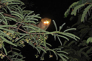 Slender Loris is arboreal and spends most of its life on trees
© Ameen Ahmed/WWF-India
© Ameen Ahmed/WWF-India