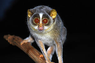 The most prominent feature of Slender Loris
is the pair of big round eyes
© T.V. N. Murthy / WANC
© T.V. N. Murthy / WANC