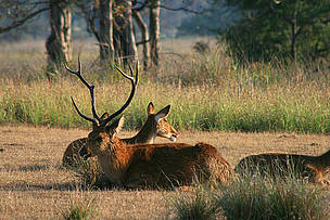 Barasingha
© Diwakar Sharma/WWF-India
© Diwakar Sharma/WWF-India