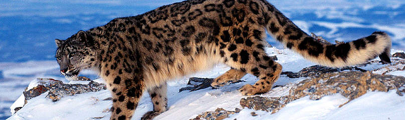 Snow Leopard
© Klein & Hubert/WWF
© Klein & Hubert/WWF